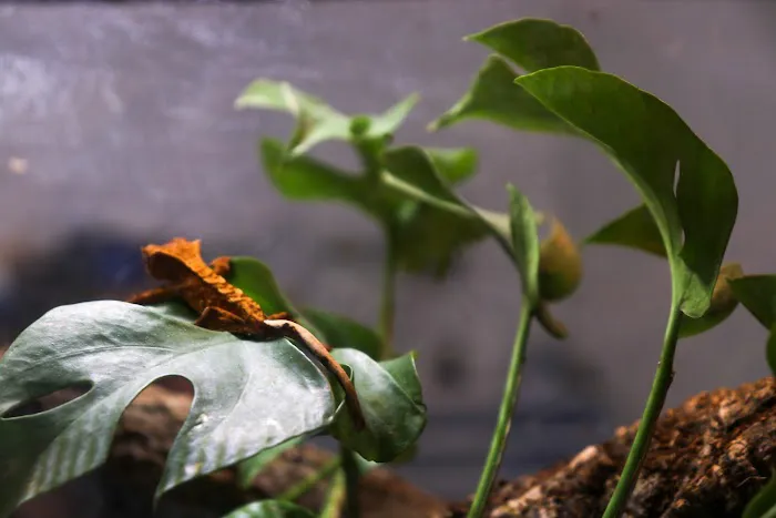 Animabilia Inc. Picture 7
