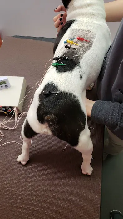Long Island Veterinary Acupuncture Picture 6