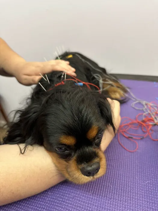 Long Island Veterinary Acupuncture Picture 2
