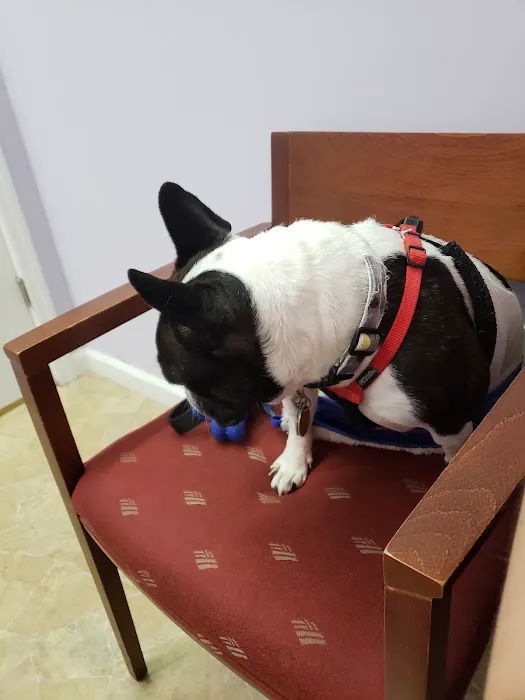 Long Island Veterinary Acupuncture Picture 7