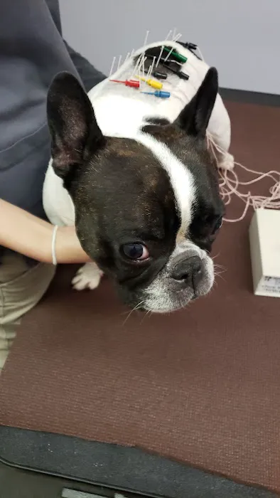 Long Island Veterinary Acupuncture Picture 5