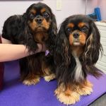 Long Island Veterinary Acupuncture