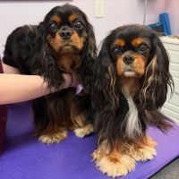 Long Island Veterinary Acupuncture ico