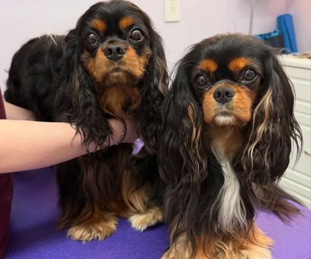 Long Island Veterinary Acupuncture