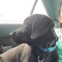 Petco ico