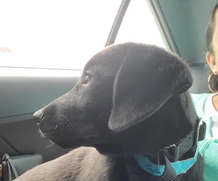 Petco