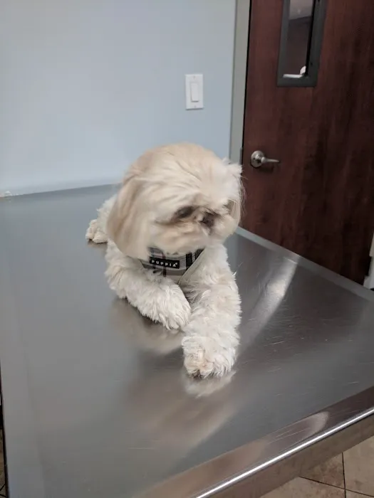 Bellmore Veterinary Hospital Picture 10