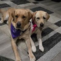 Sunrise Veterinary Group ico