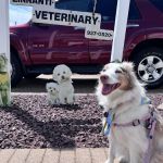 Page Community Veterinary Clinic