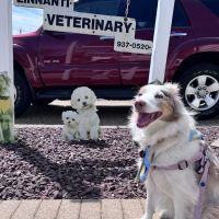 Page Community Veterinary Clinic ico