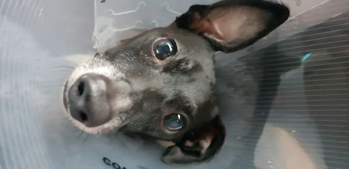 Plainview Animal Hospital Picture 1