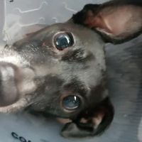 Plainview Animal Hospital ico