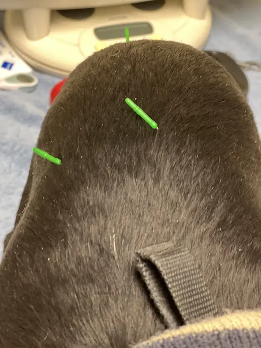 The Caring Vet Picture 4