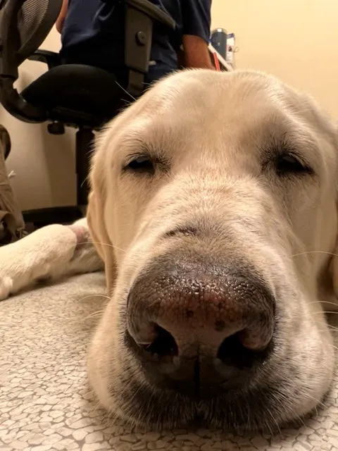 The Caring Vet Picture 1