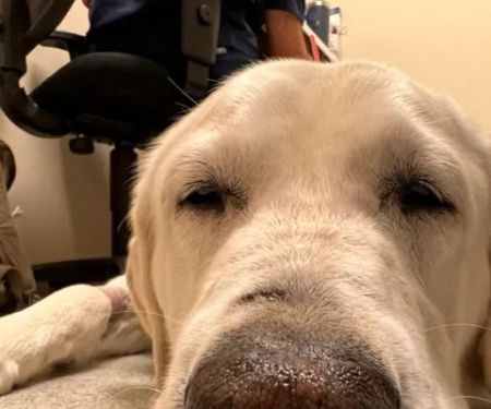 The Caring Vet