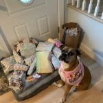 Long Island Veterinary Specialists