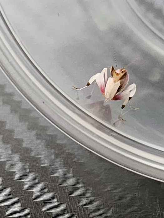 USMANTIS Picture 2