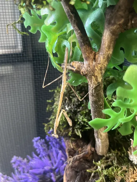 USMANTIS Picture 7