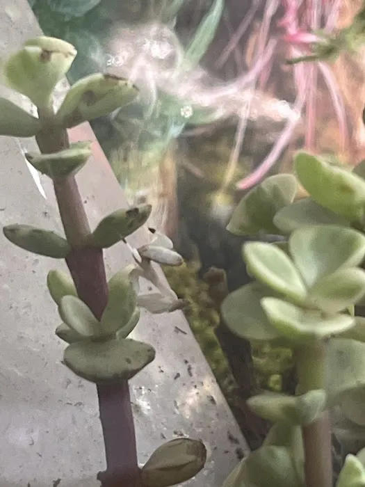 USMANTIS Picture 4