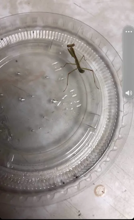 USMANTIS Picture 3
