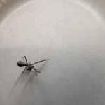 USMANTIS