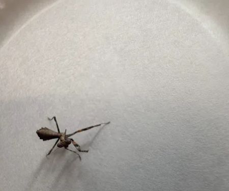 USMANTIS