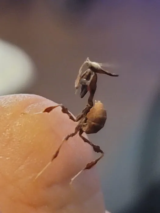 USMANTIS Picture 8