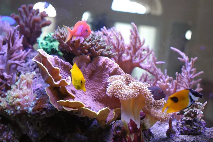 Jawz Aquarium Picture 9