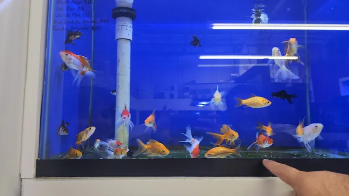 Jawz Aquarium Picture 4