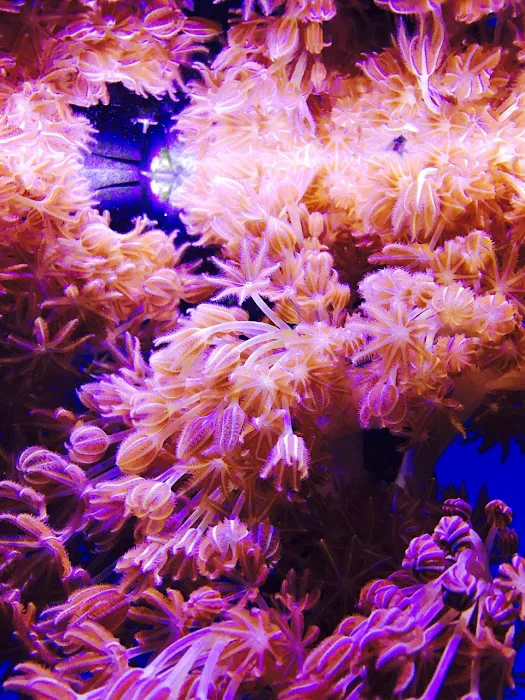 Jawz Aquarium Picture 5