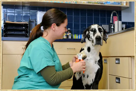 Island Trees Veterinary Hospital Picture 4