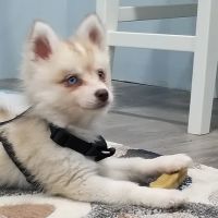 Island Trees Veterinary Hospital ico
