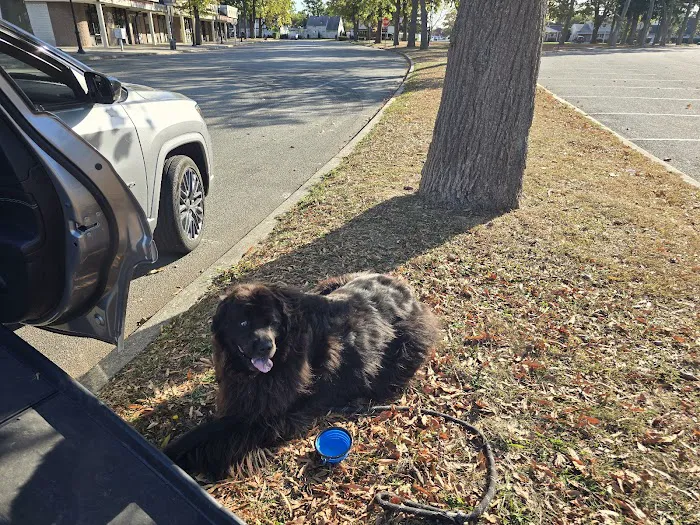 East Village Green Animal Hospital Picture 10