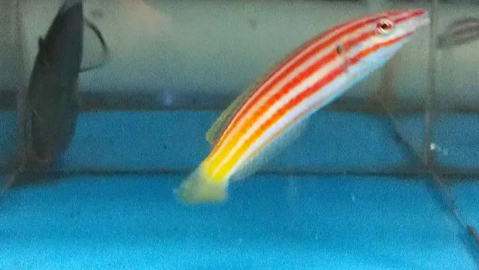 Aquatics & More (wholesale only) Picture 10