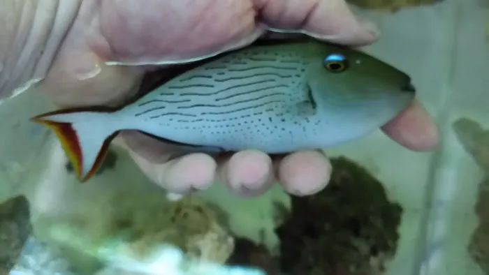 Aquatics & More (wholesale only) Picture 5
