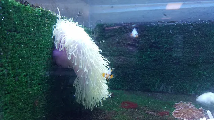 Aquatics & More (wholesale only) Picture 8