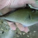 Aquatics & More (wholesale only)