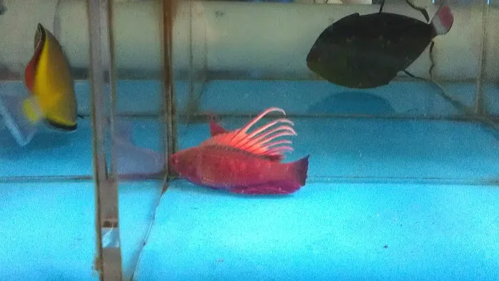 Aquatics & More (wholesale only) Picture 9
