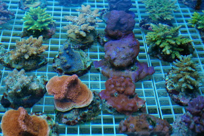 Aquatics & More (wholesale only) Picture 7