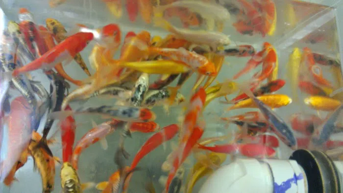 Aquatics & More (wholesale only) Picture 6