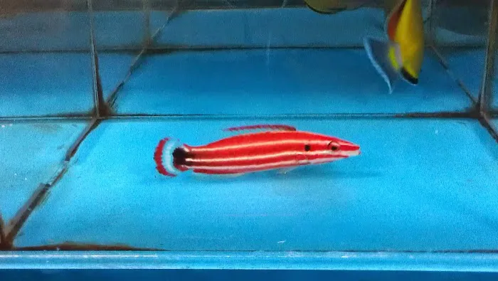 Aquatics & More (wholesale only) Picture 3