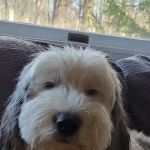 Petco
