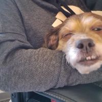 Deer Park Animal Hospital ico