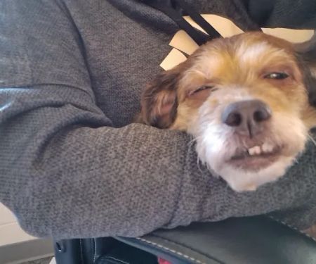 Deer Park Animal Hospital