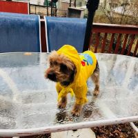 Pucci Pet Apparel Store ico