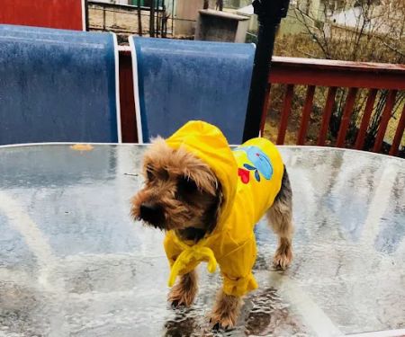 Pucci Pet Apparel Store