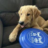 Park Hills Animal Hospital ico