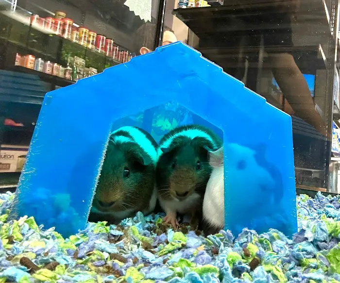 BM Exotic Pets Picture 7