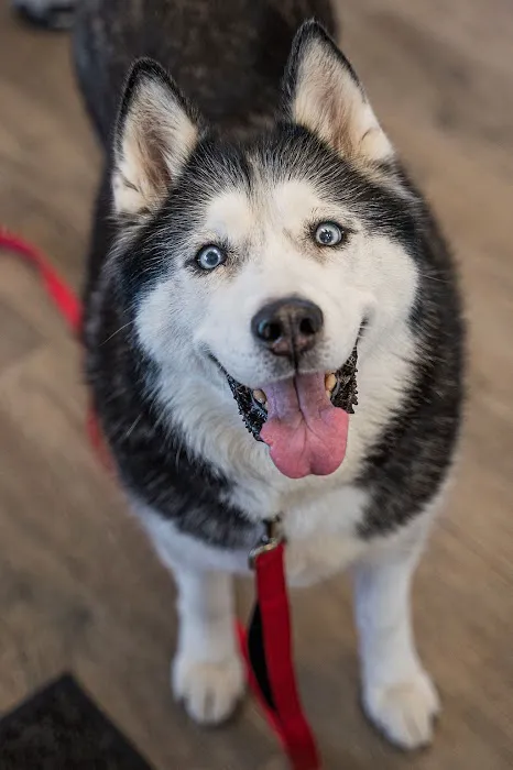 Oath Animal Hospital Picture 5