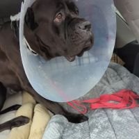 South Bellmore Veterinary Group ico
